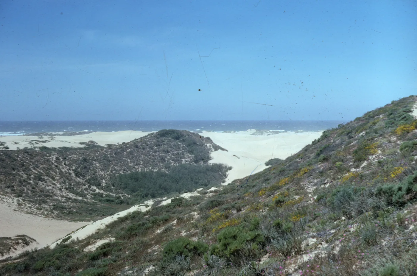 dunes at Oso Flaco