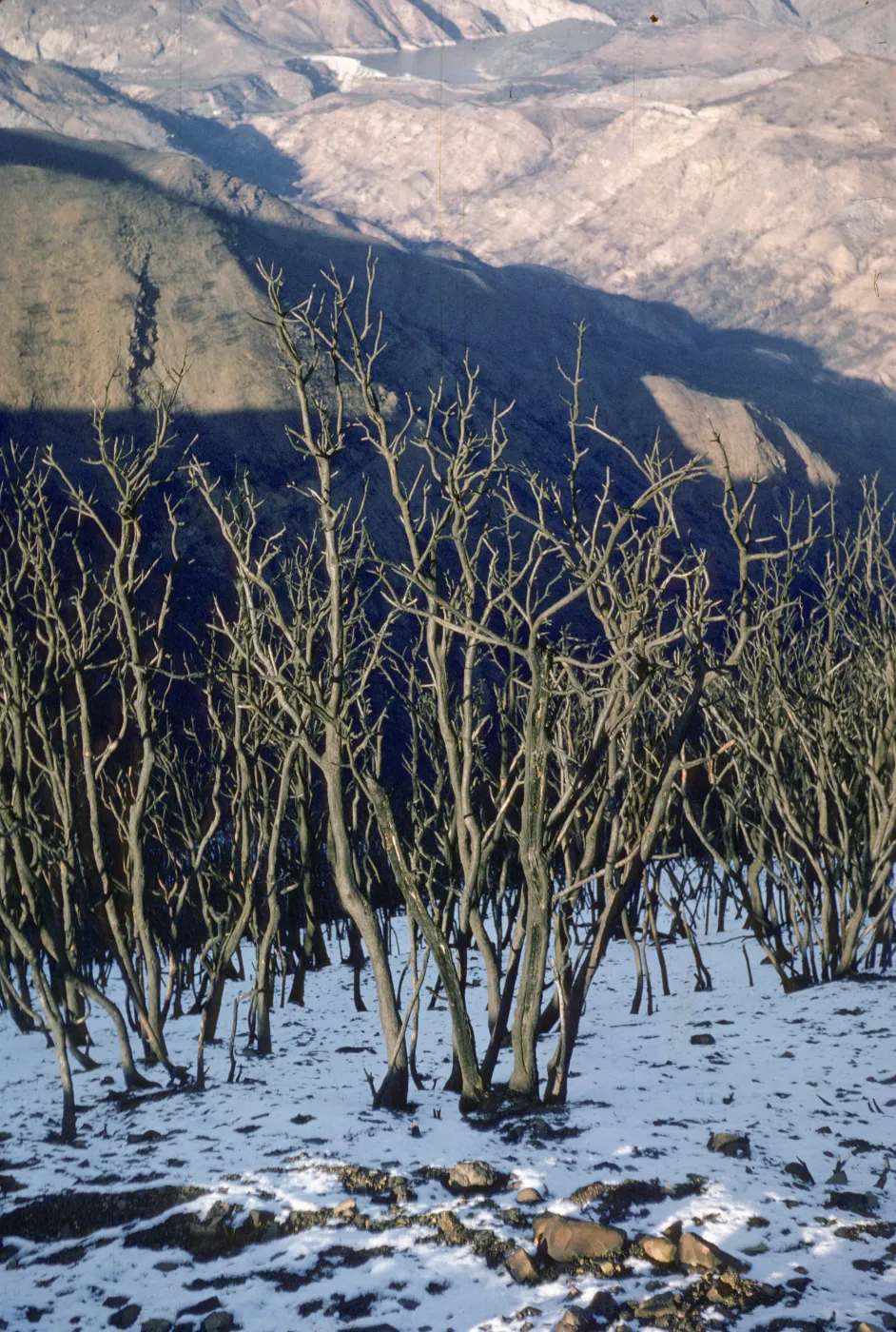 Coyote Fire burn area with snow