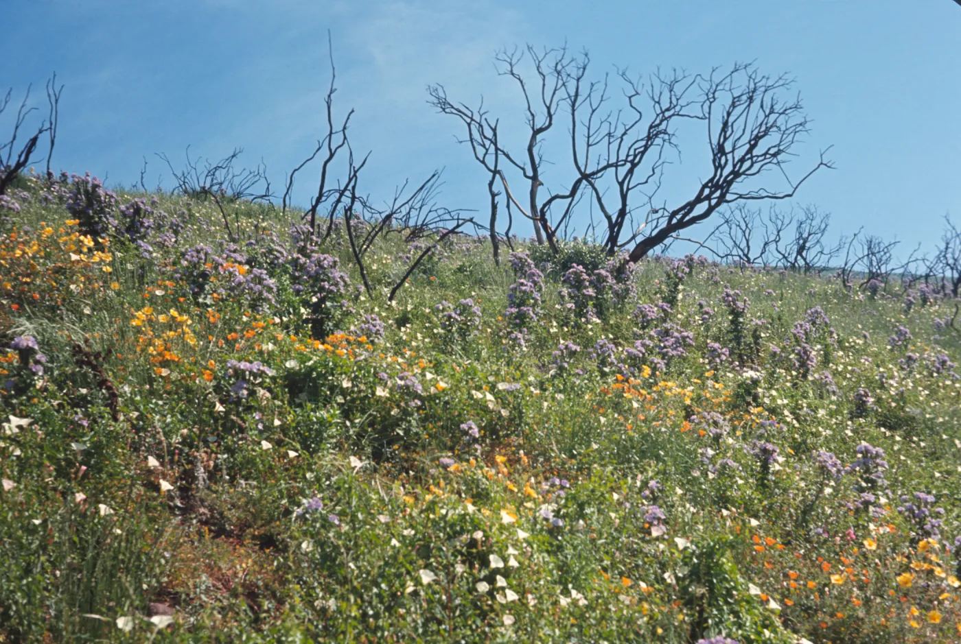 wildflower display after the Coyote Fire