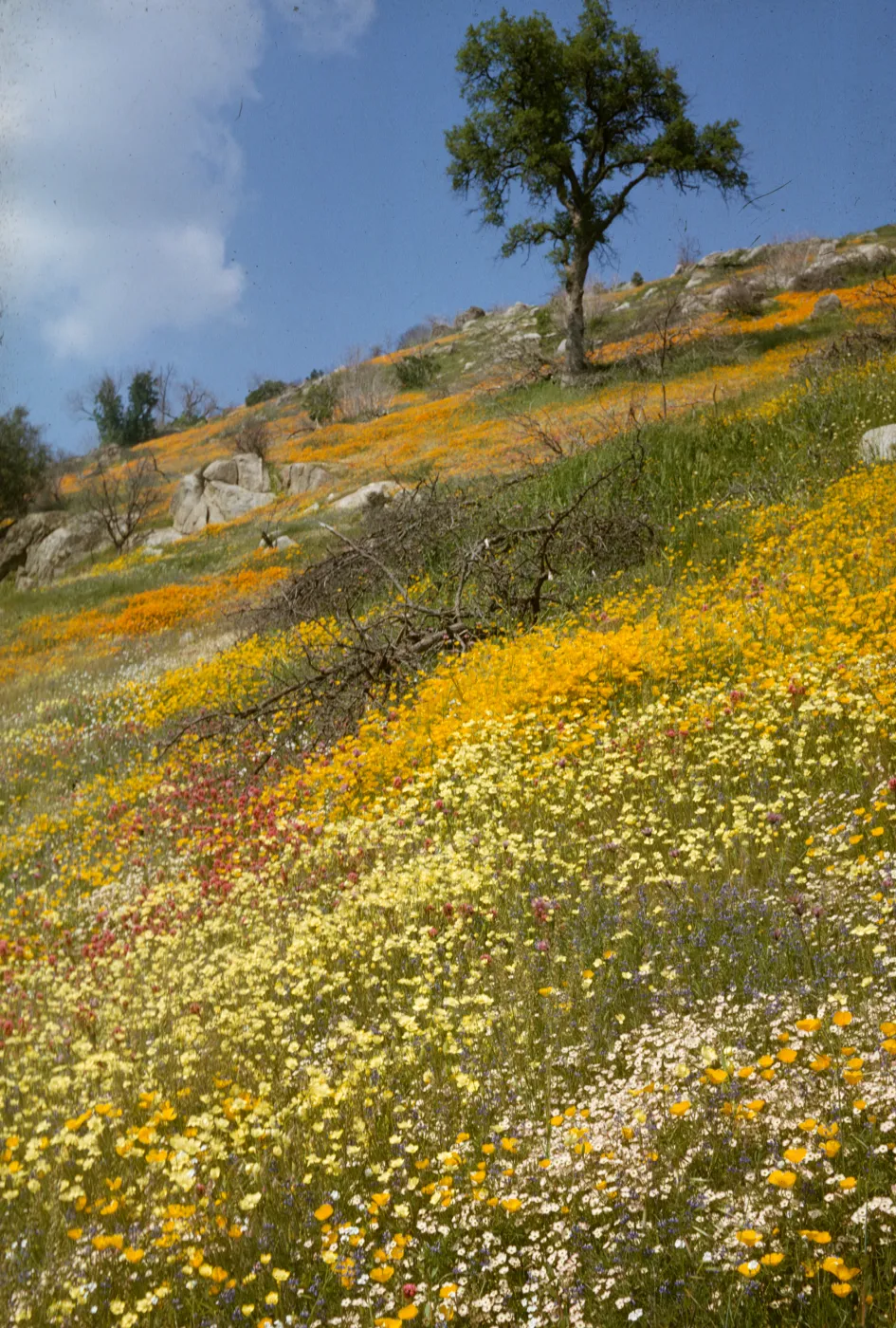 hillside of wildflowers, Glennville