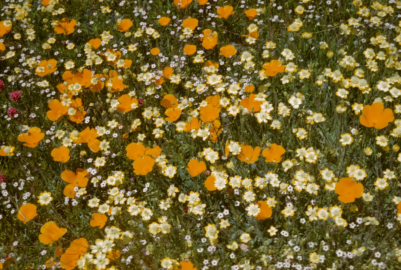 wildflowers