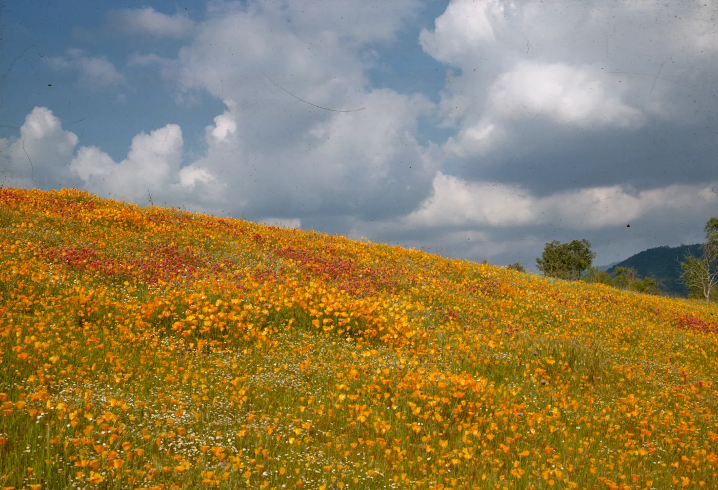 Wildflowers on hillside with clouds