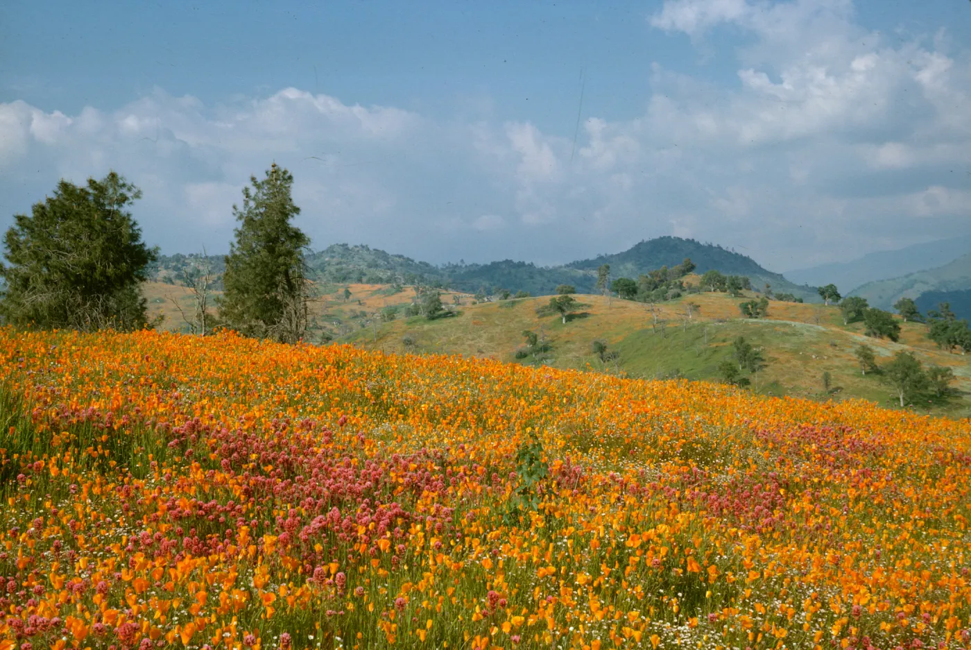 rolling hillside with poppies and owl's clover