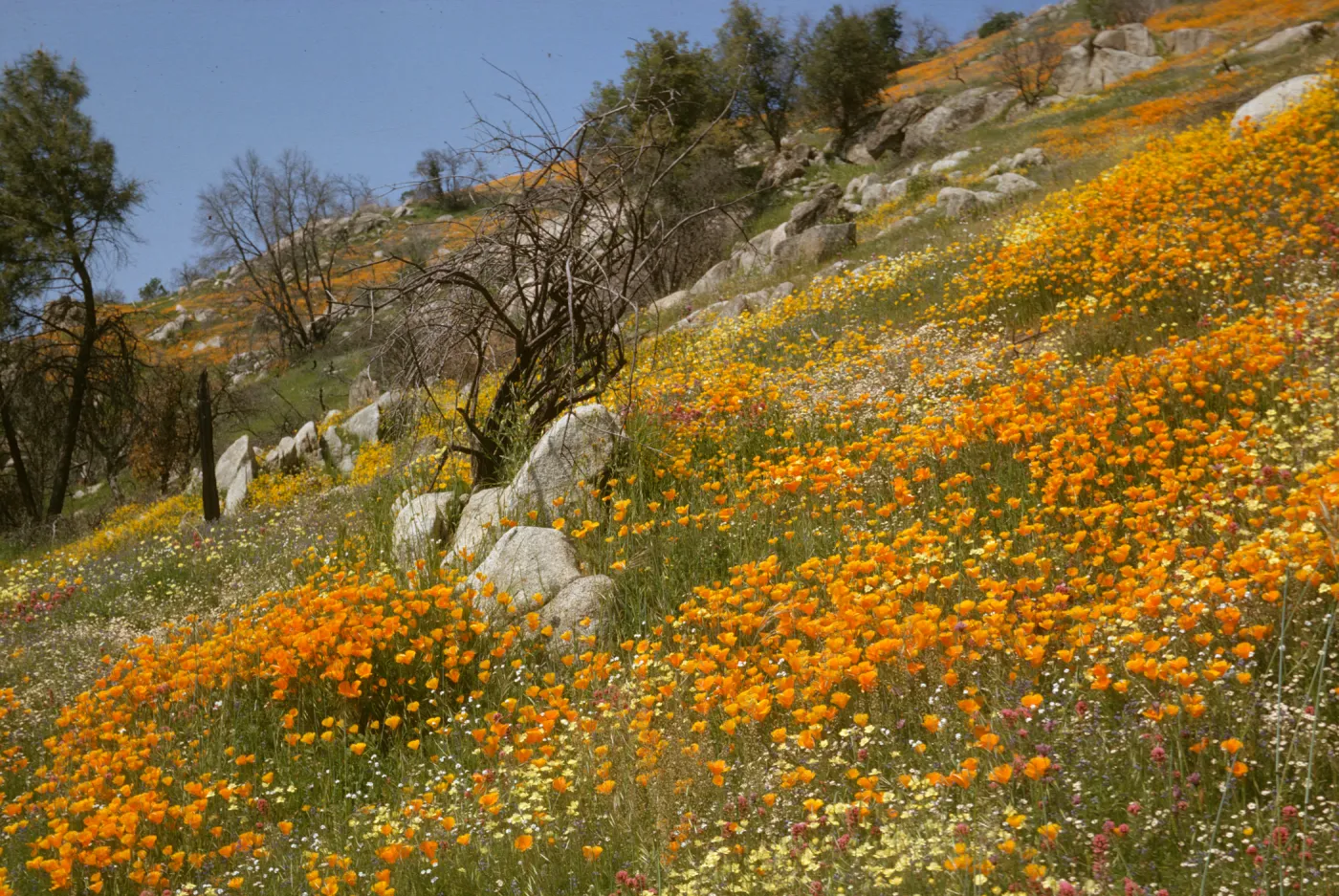 wildflowers on rocky hillside