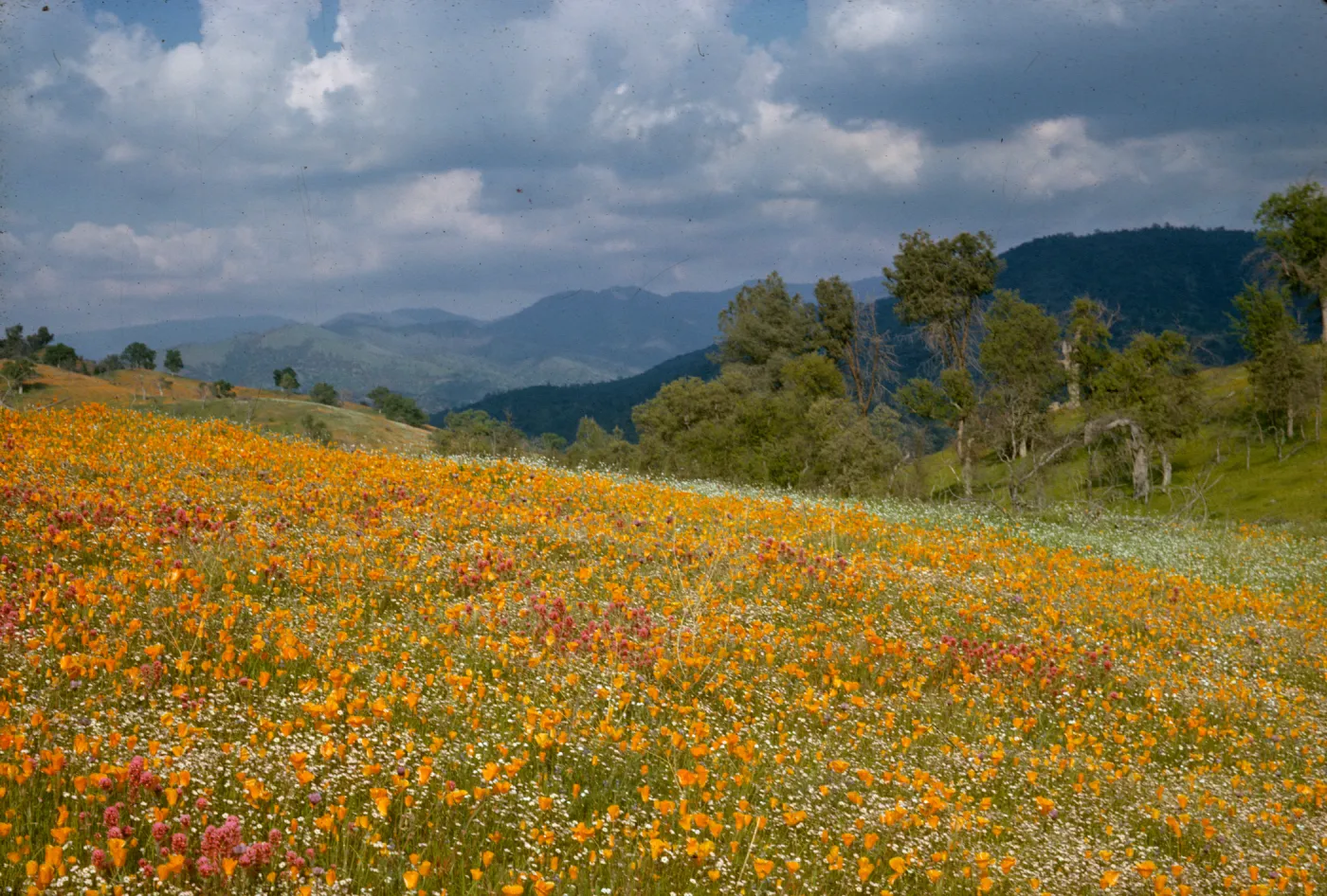 wildflowers