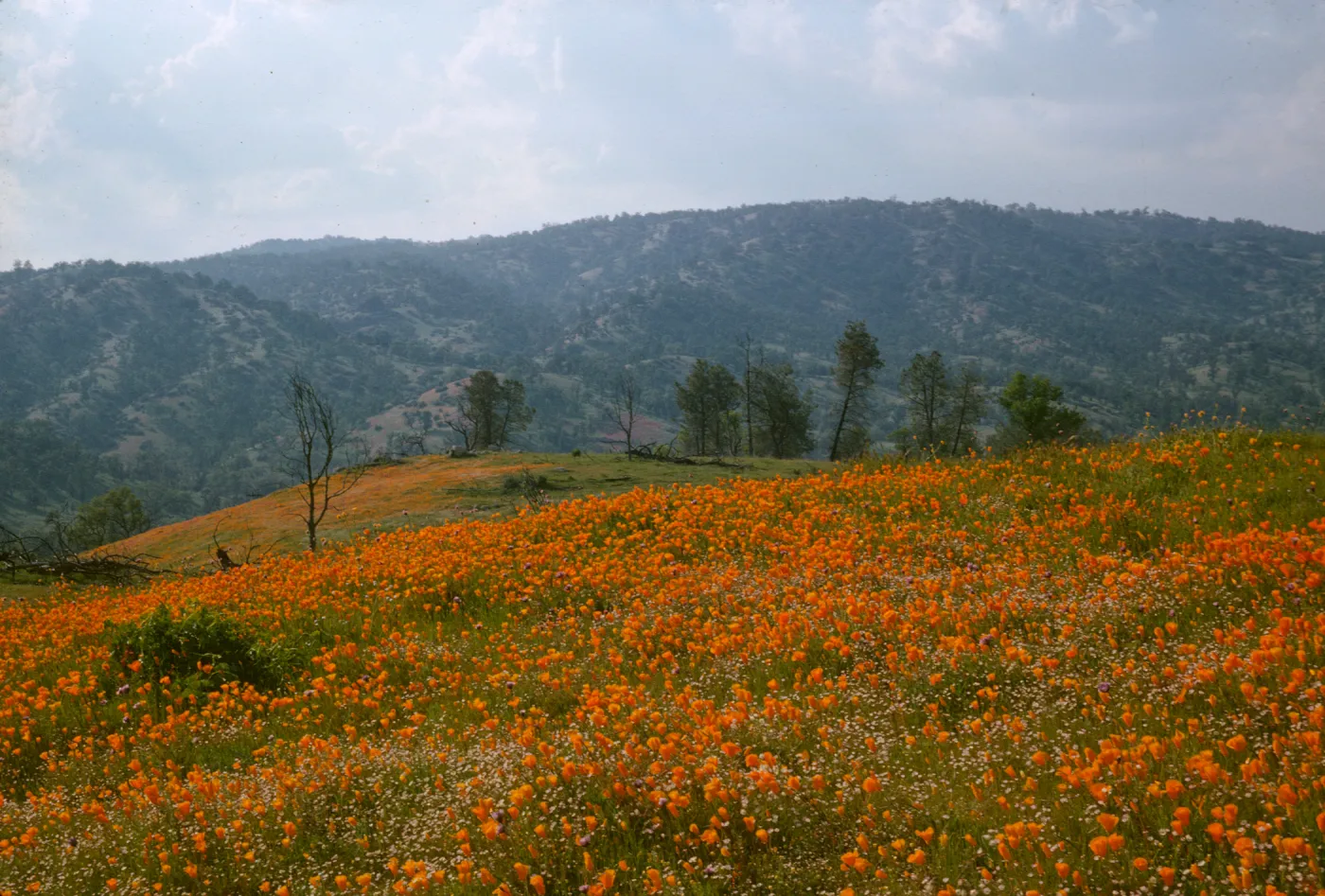 poppies