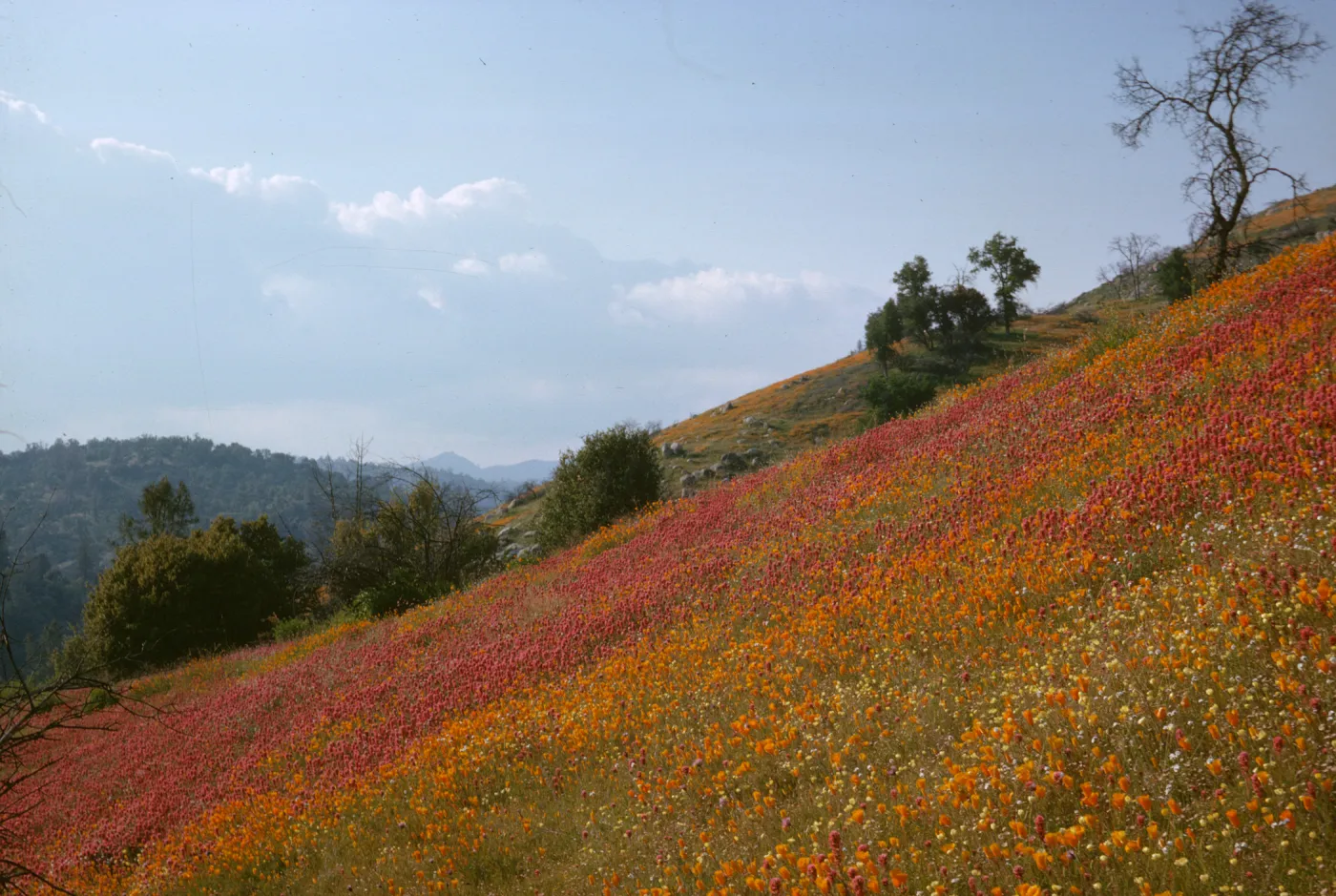 poppies and owl's clover