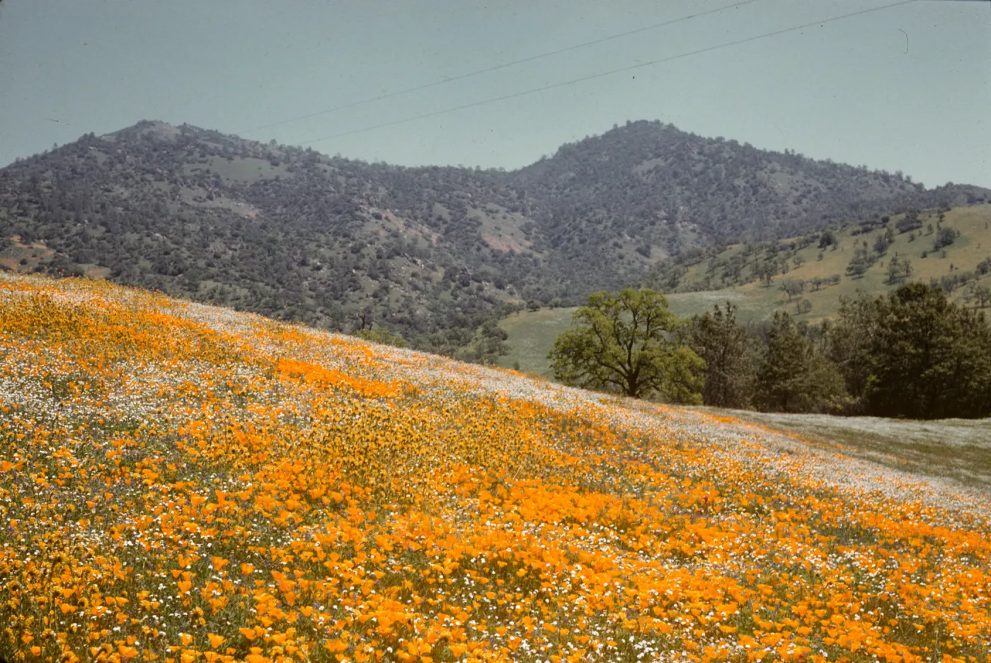 wildflower covered hillside