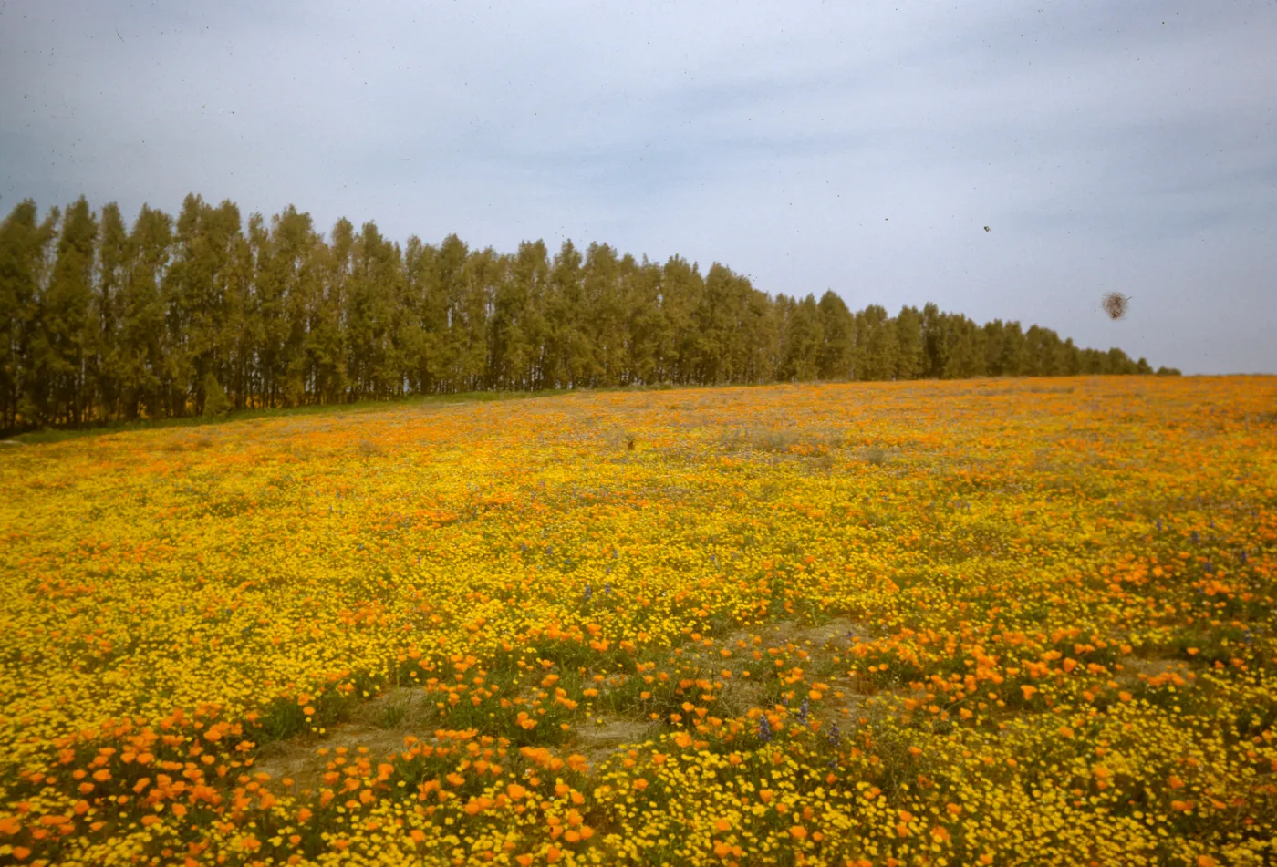 field of wildflowers