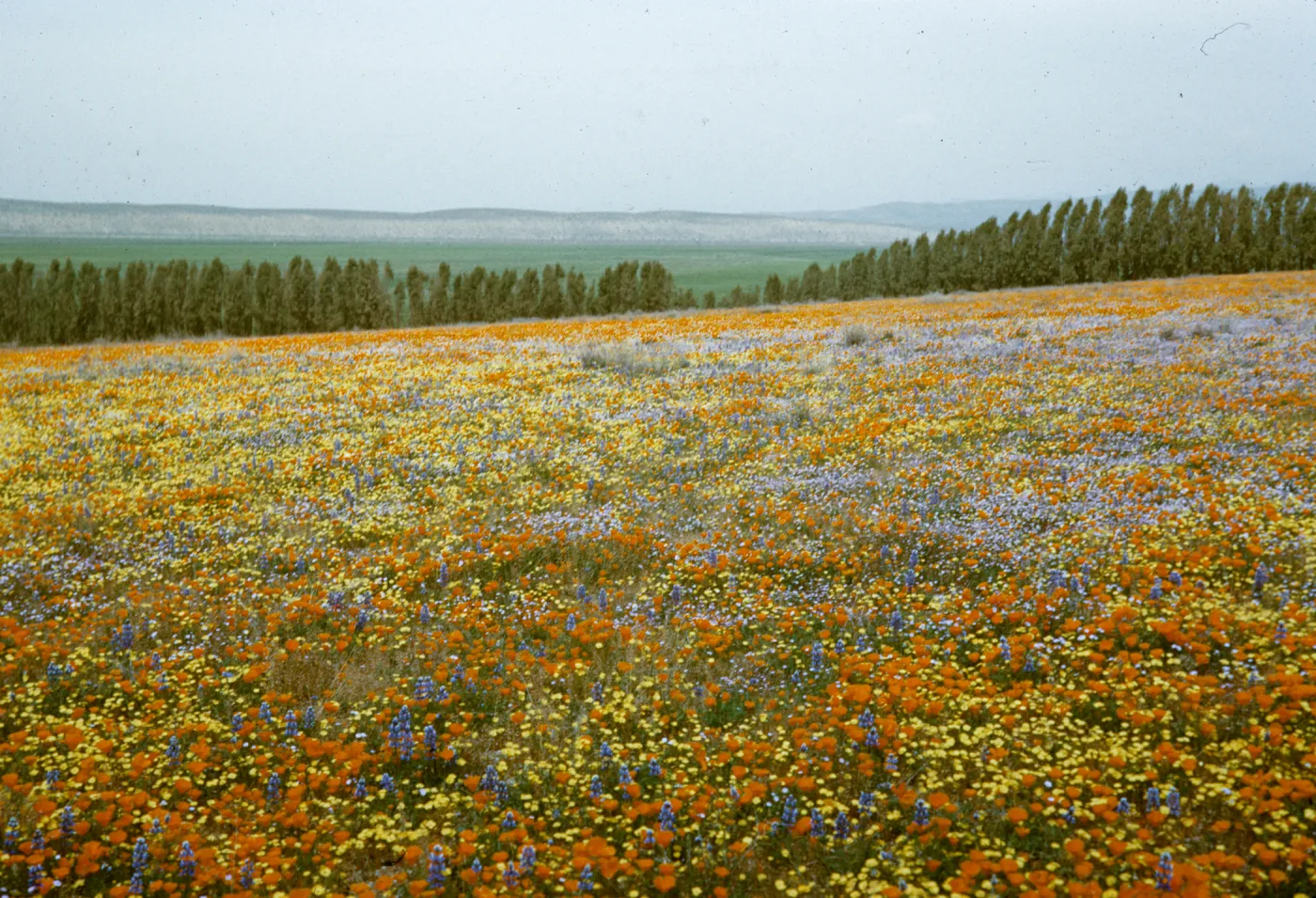 field of wildflowers