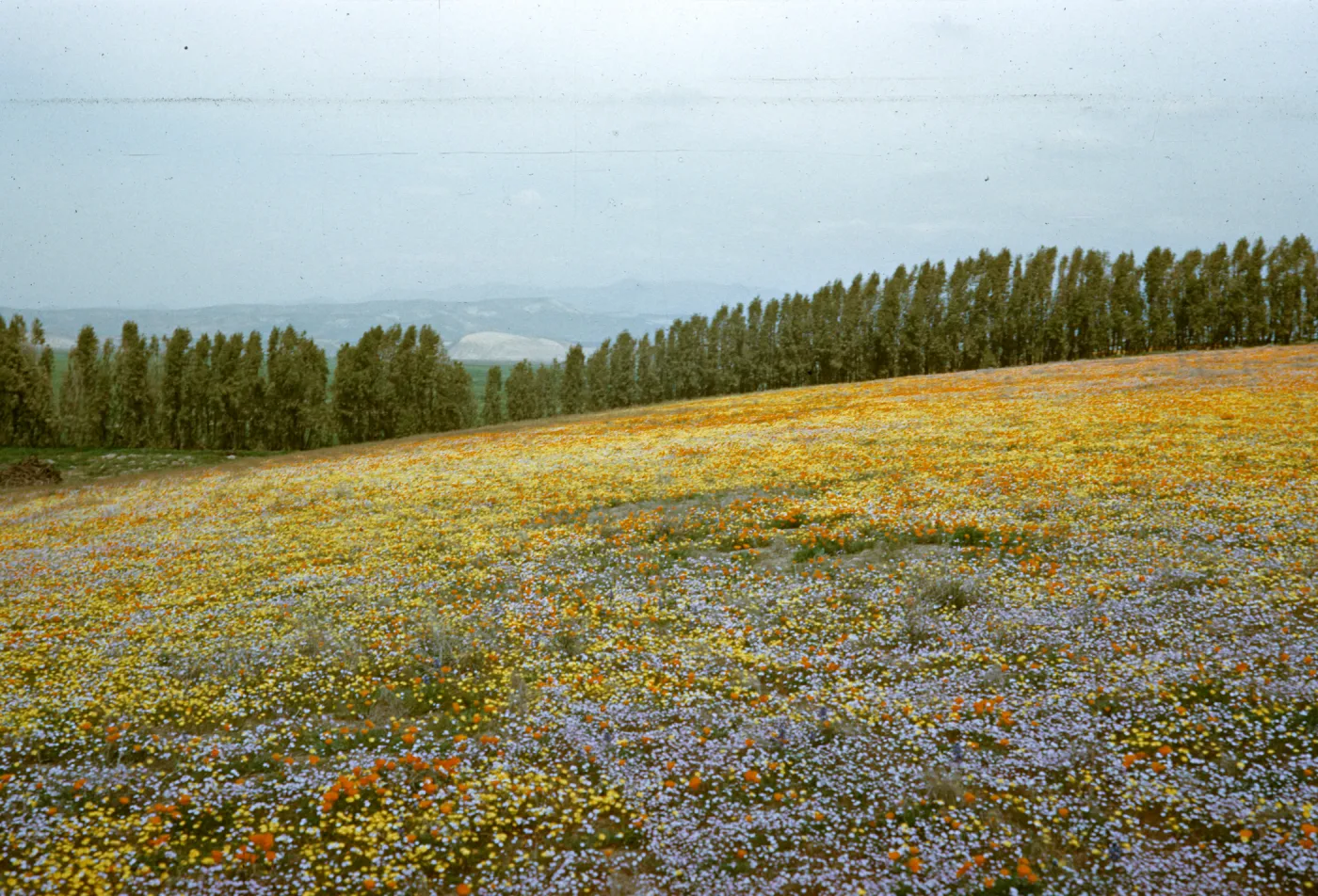field of wildflowers