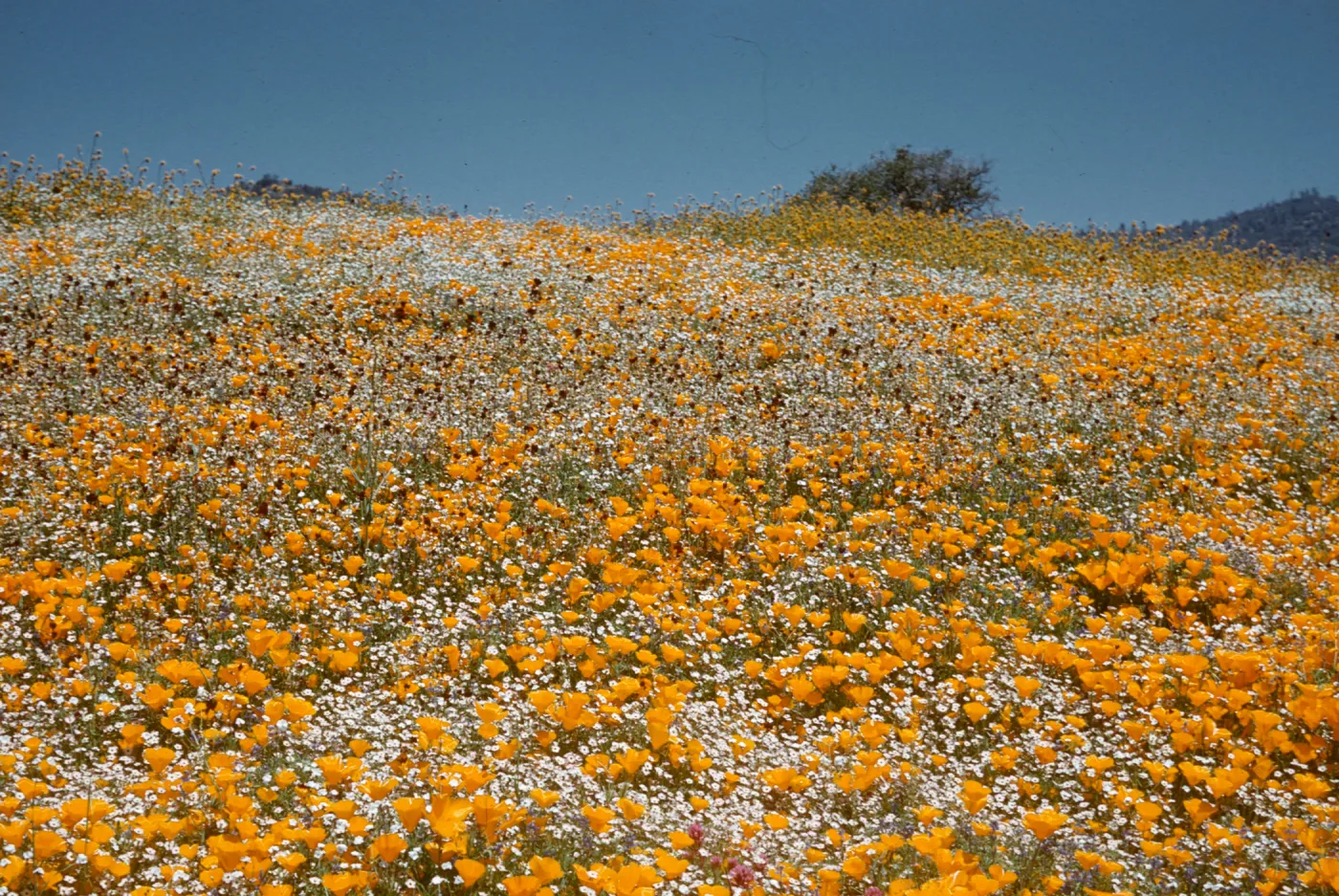wildflowers