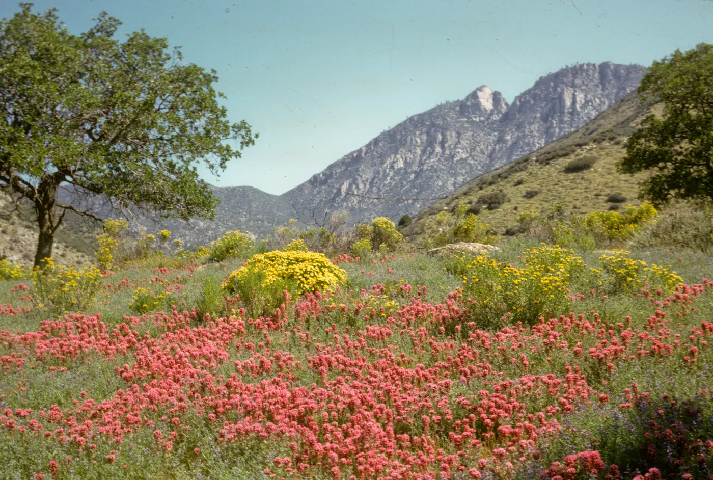 wildflower swale