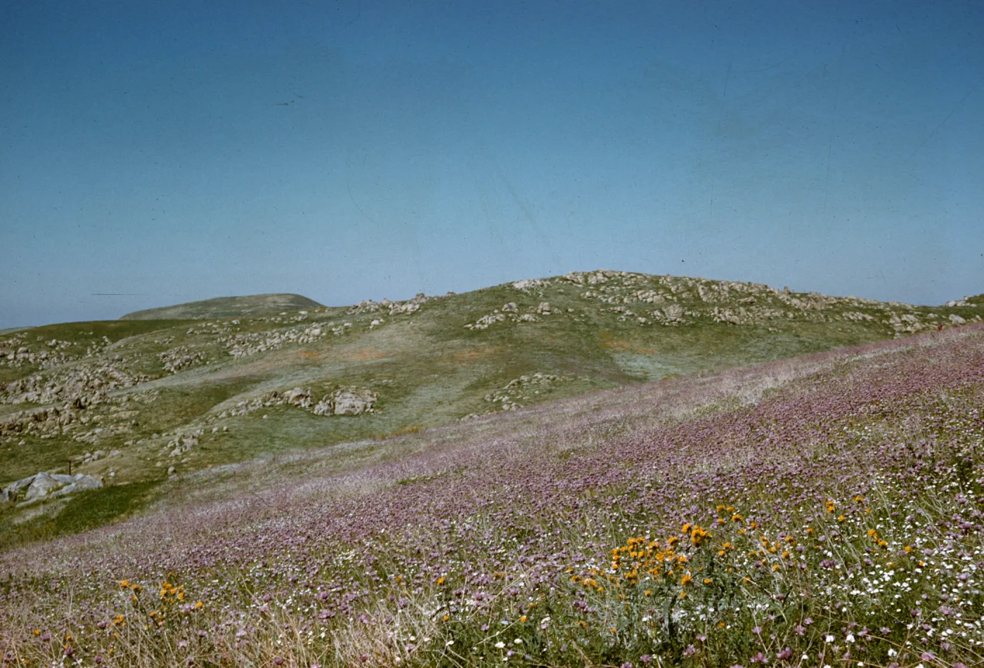 wildflowers