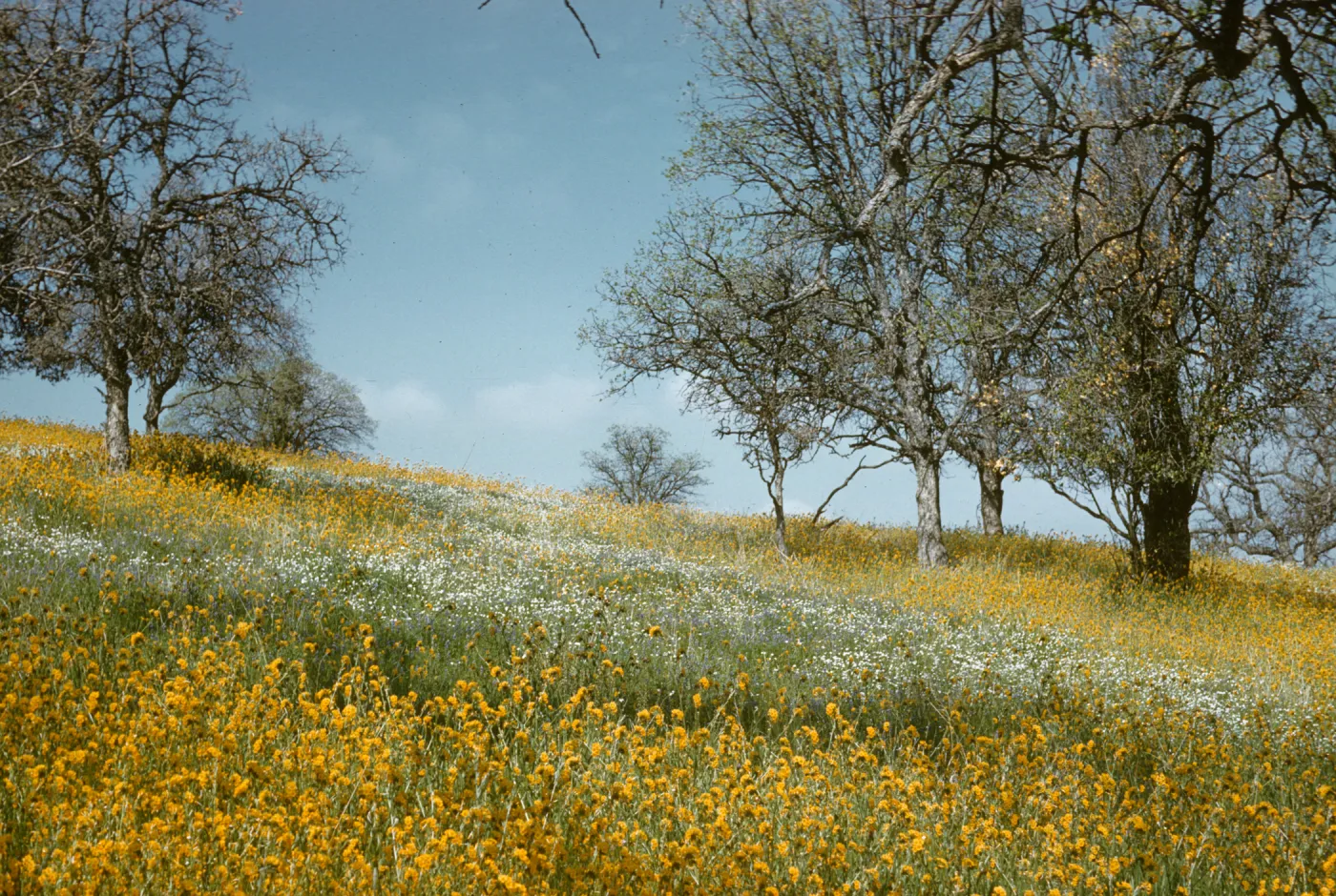 wildflowers