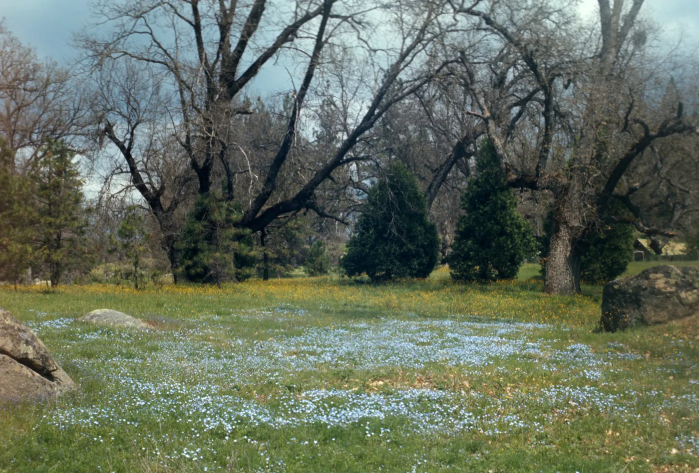 wildflowers