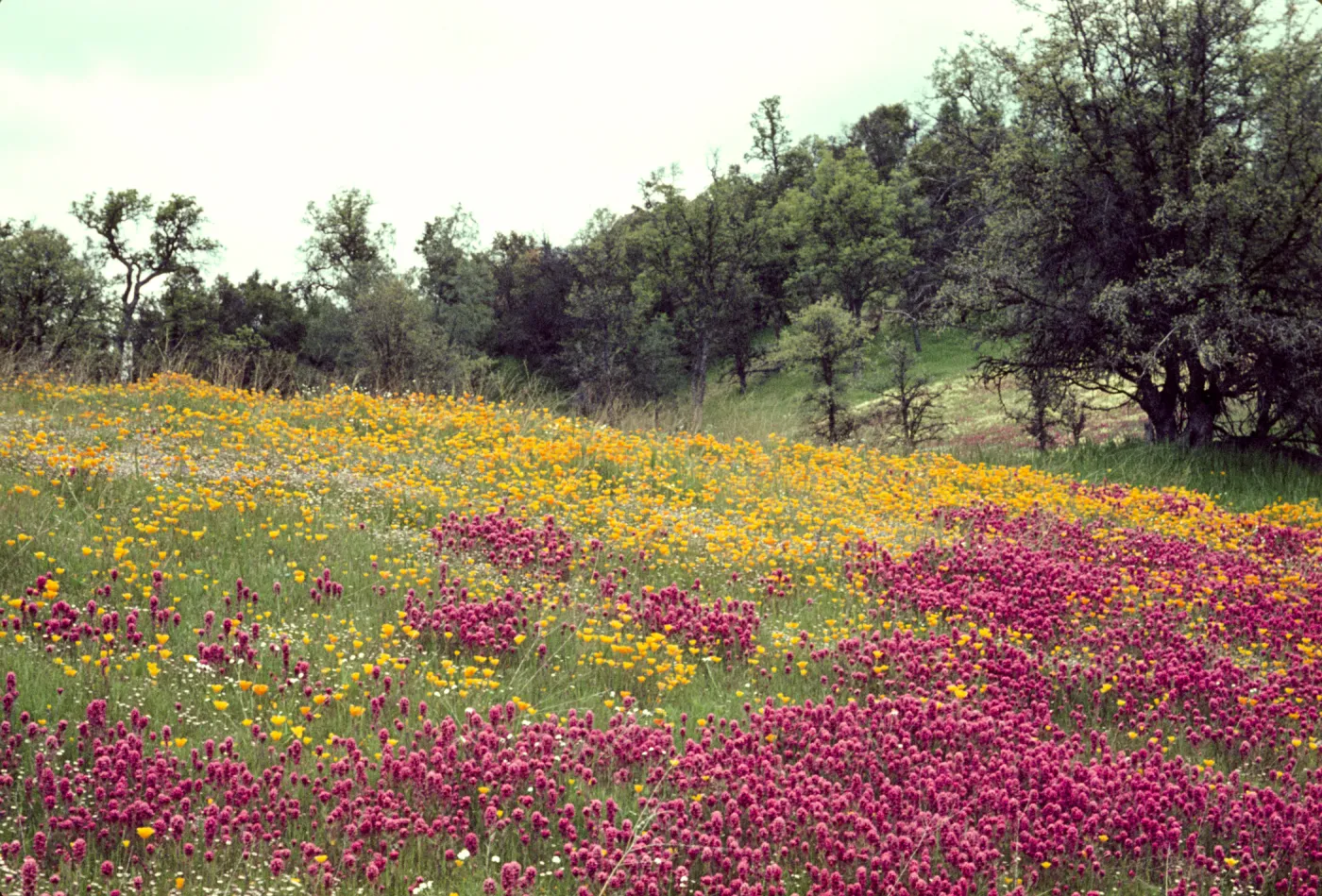 Owl's clover and poppies
