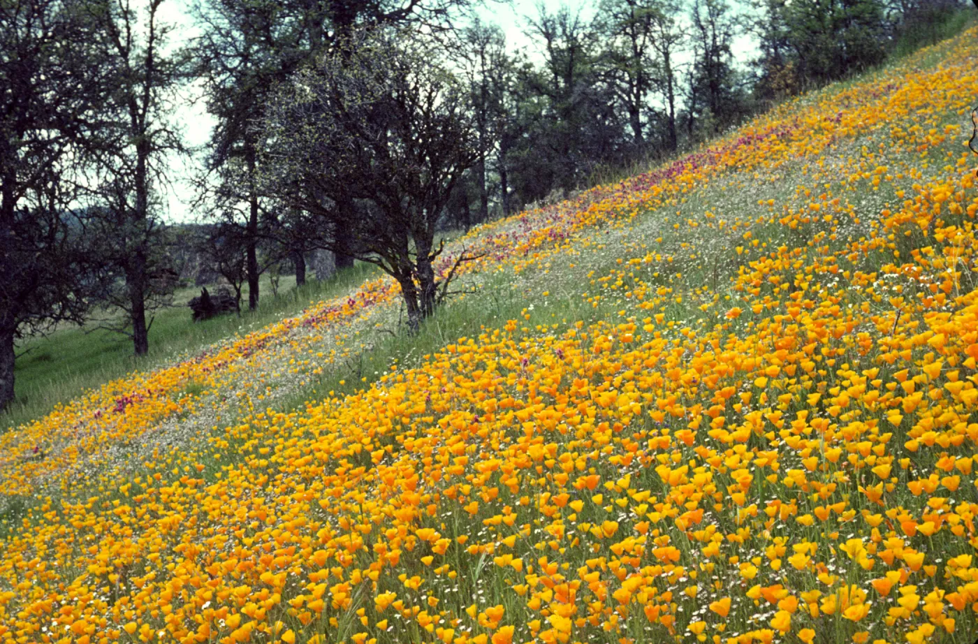 poppies