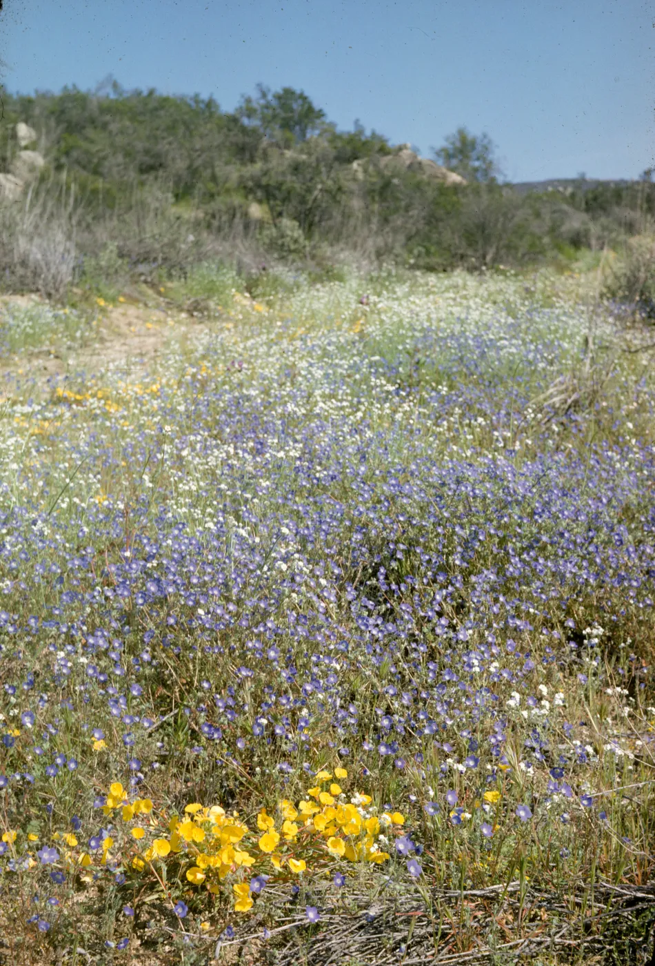 wildflowers