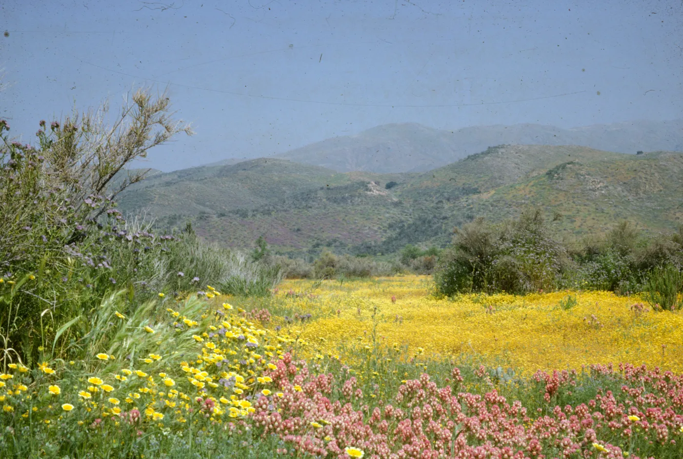 wildflowers