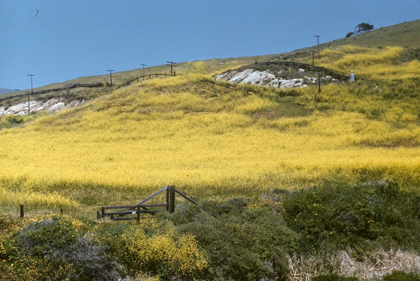 mustard flowers, gate to Jalama Park