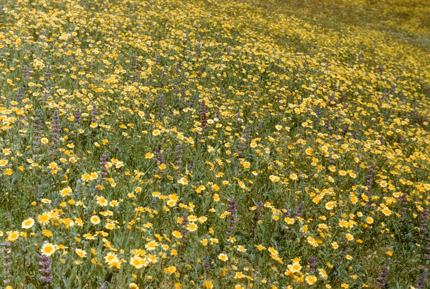 wildflowers