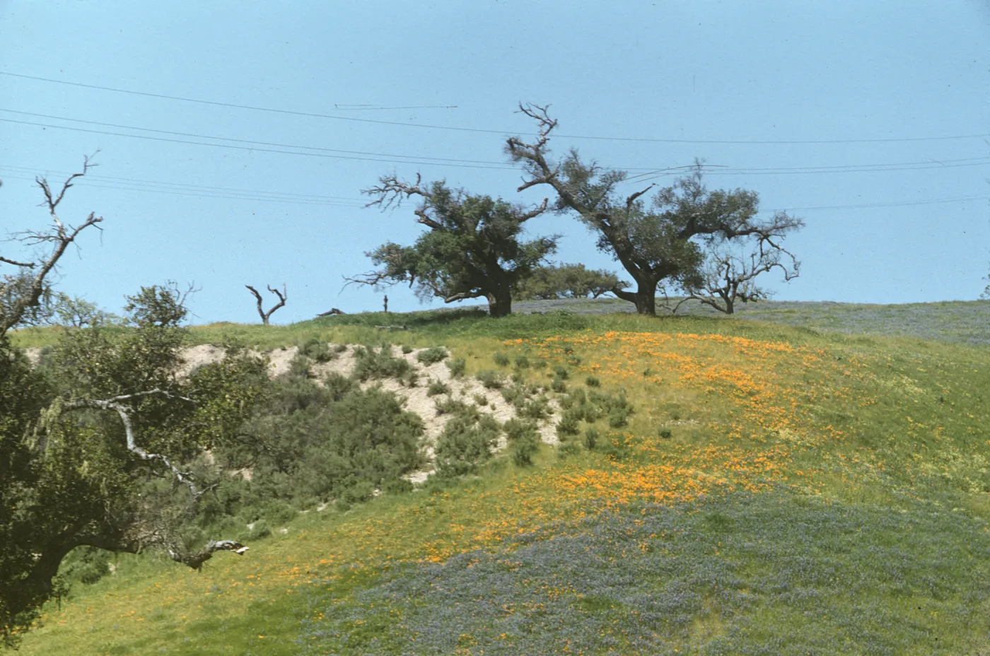 poppies with Lupinus nanus, Foxen Canyon