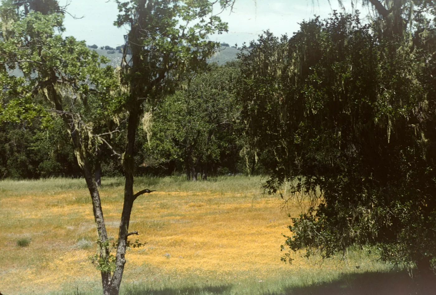 goldfields, Santa Ynez, wildflowers