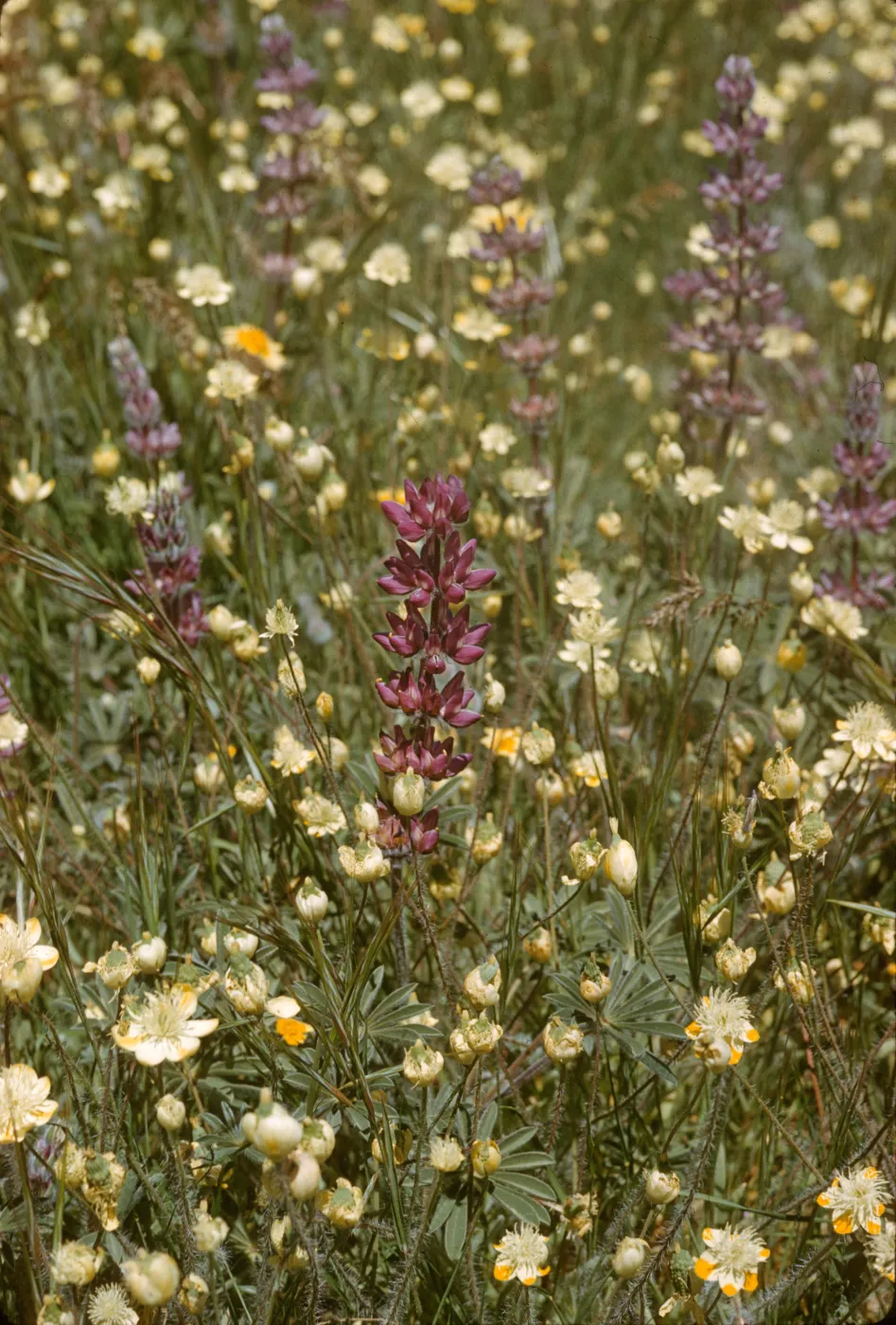 cream cups and lupine, Salisbury Potrero