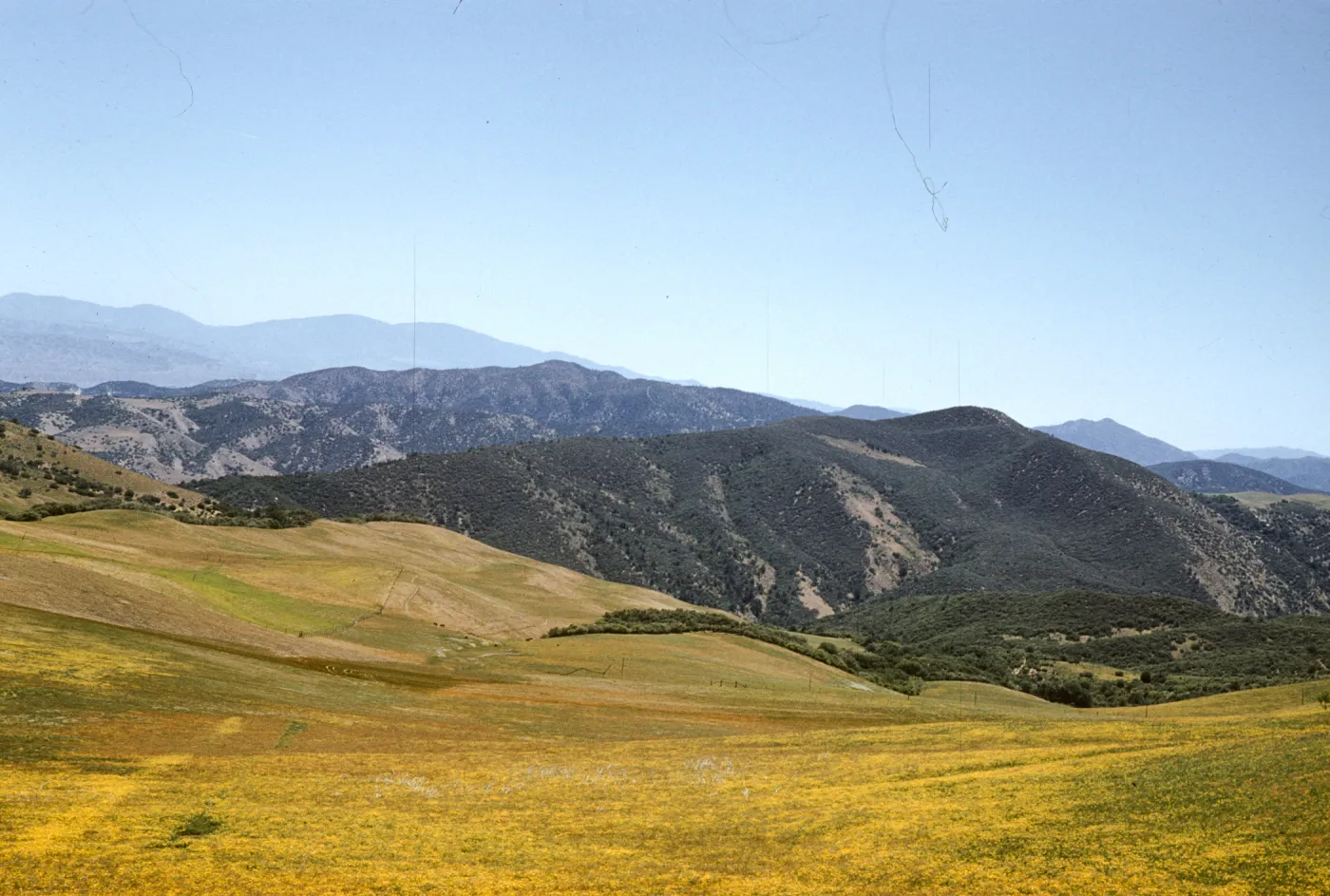 wildflowers, slope of Salisbury Potrero