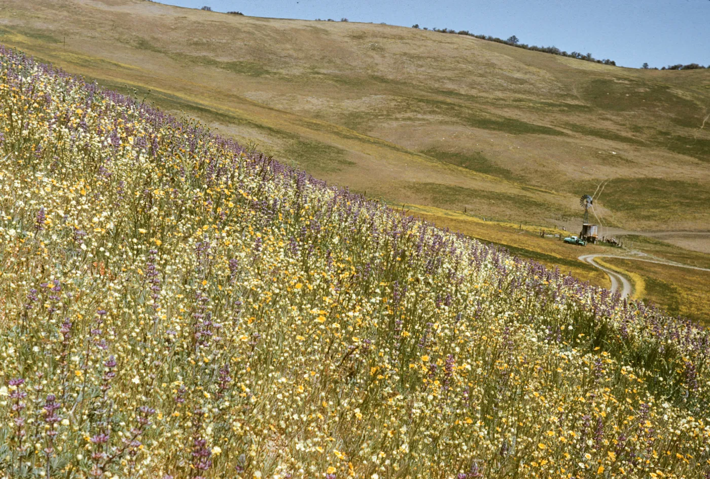 Salisbury Potrero wildflower slope, windmill