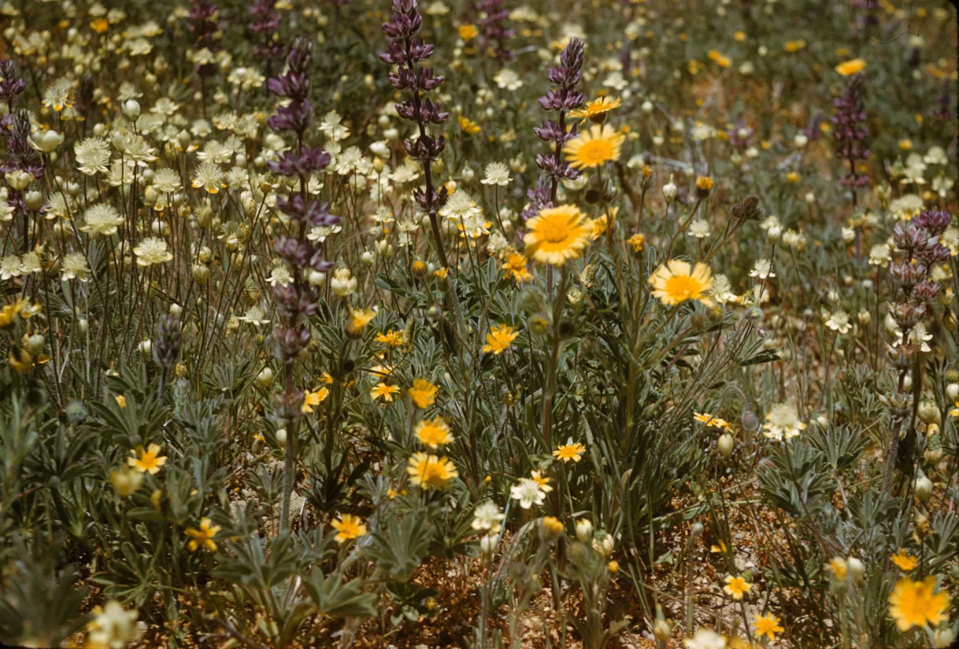 cream cups, lupine, tidy tips