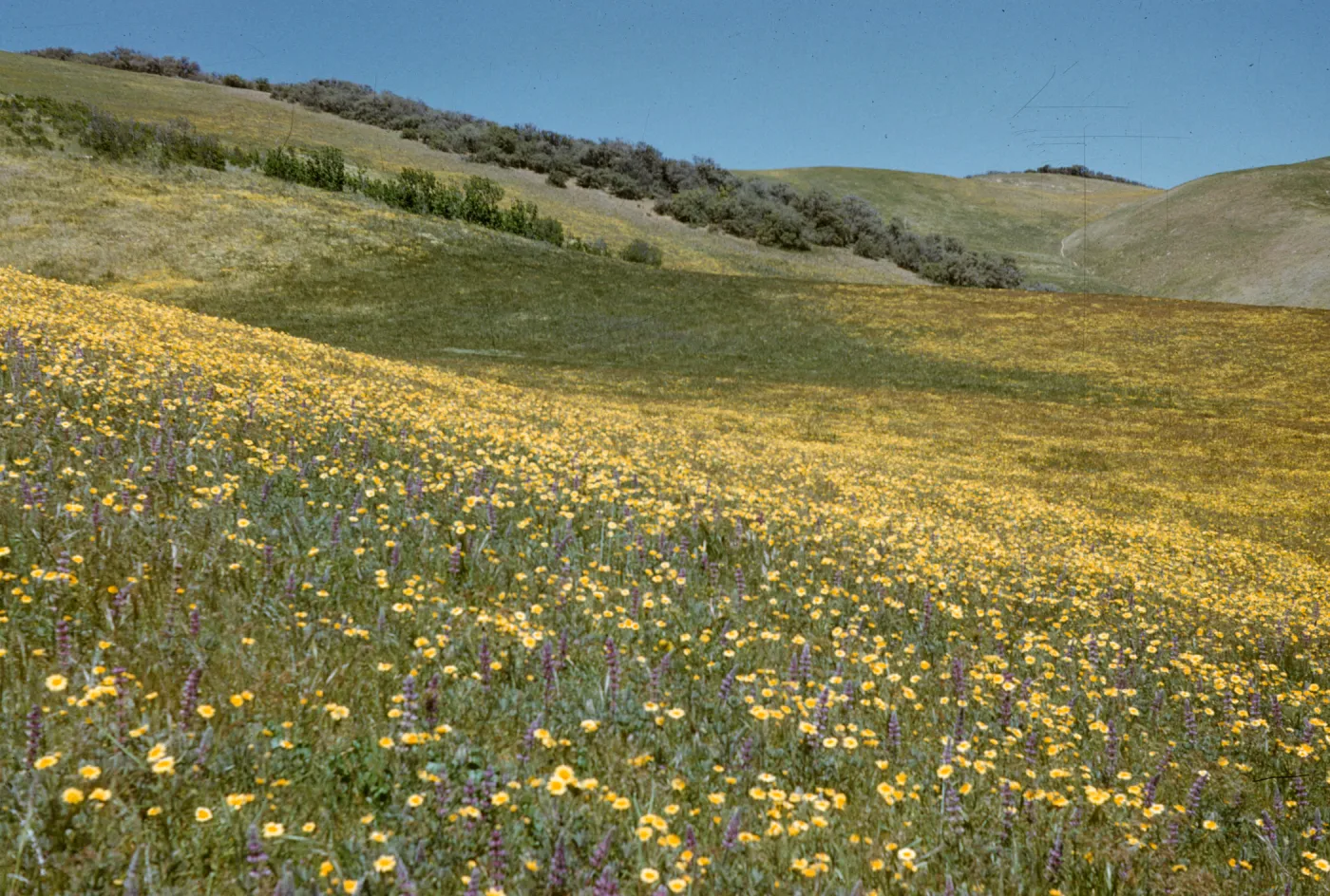 wildflowers, Salisbury Potrero slope