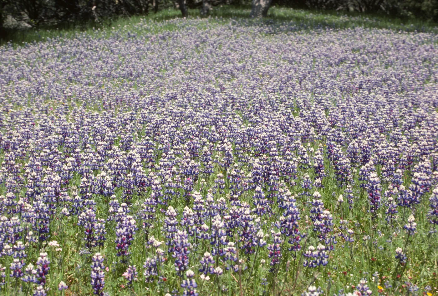 Lupines