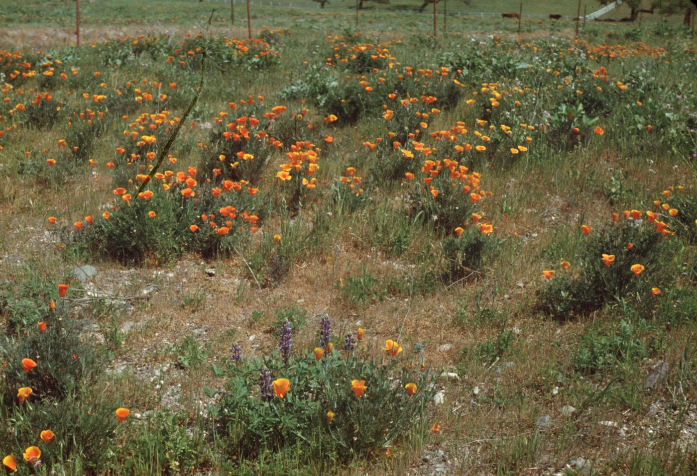 poppies and lupine