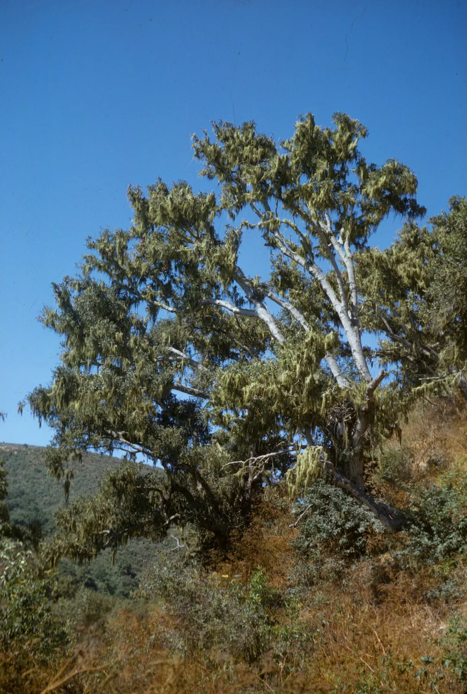 oak savanna