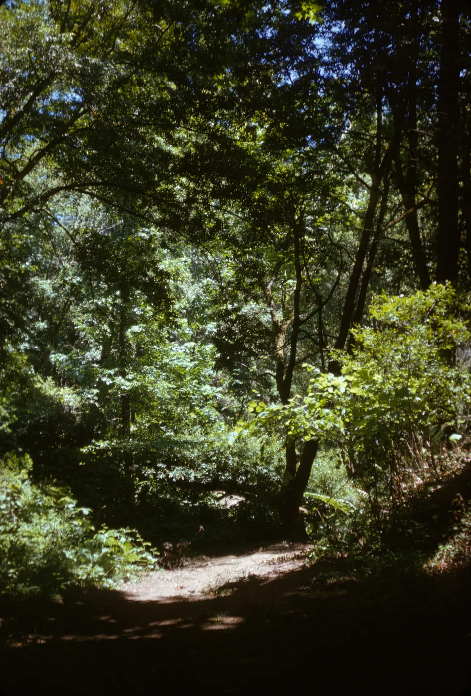 oak woodland