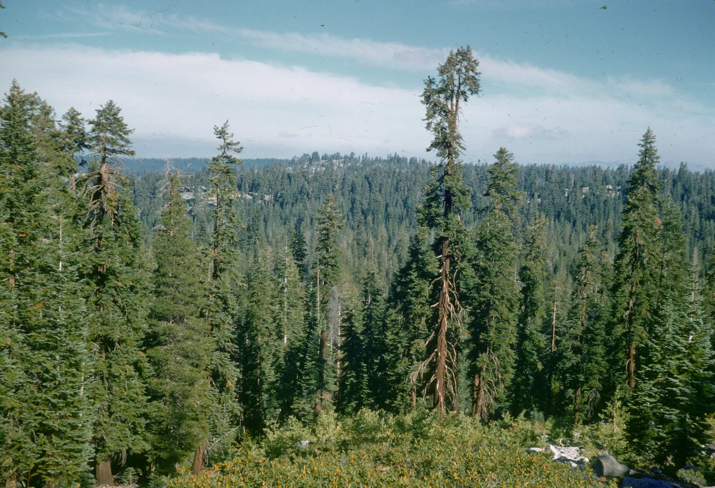 mixed conifer forest, red fir, white fir, Lake Tenaya