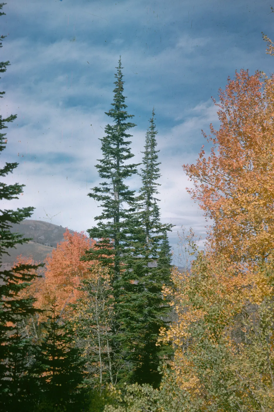 quaking aspen and alpine fir, Copper Basin, Coon Creek summit