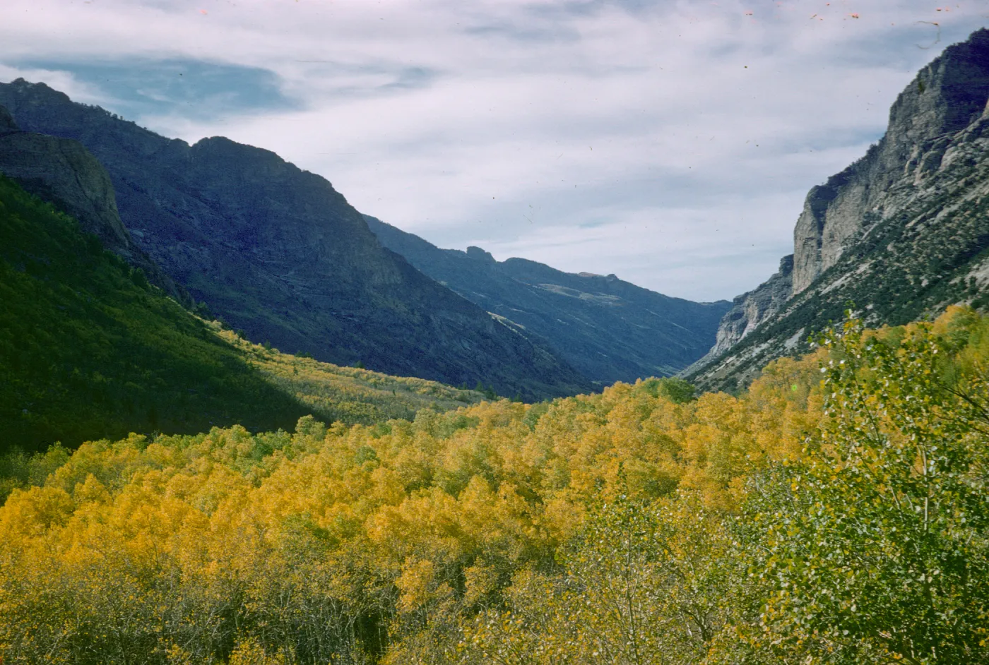 aspen in fall color