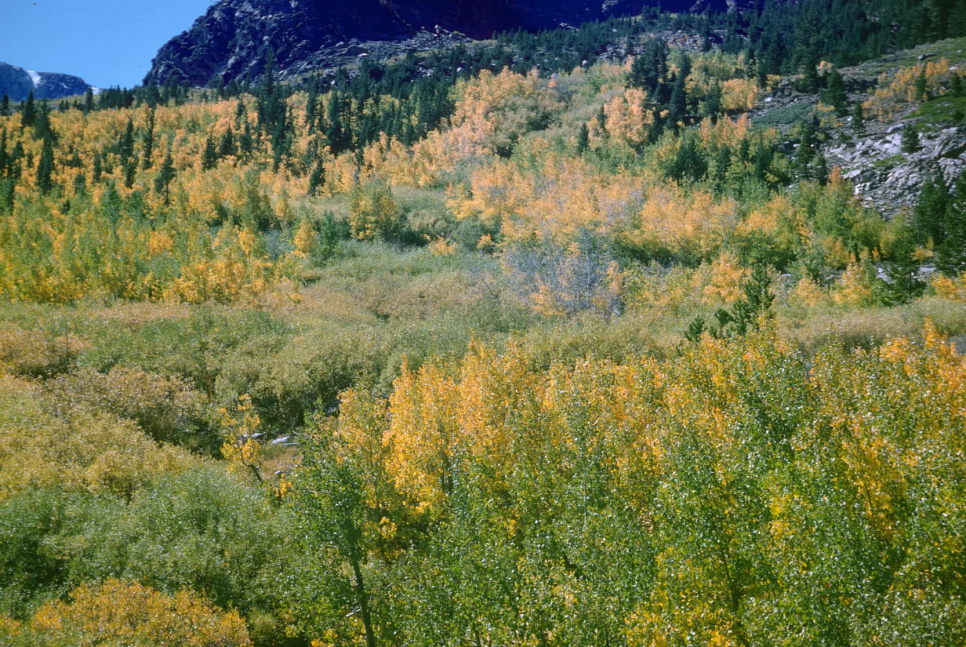 aspen in fall color with fir