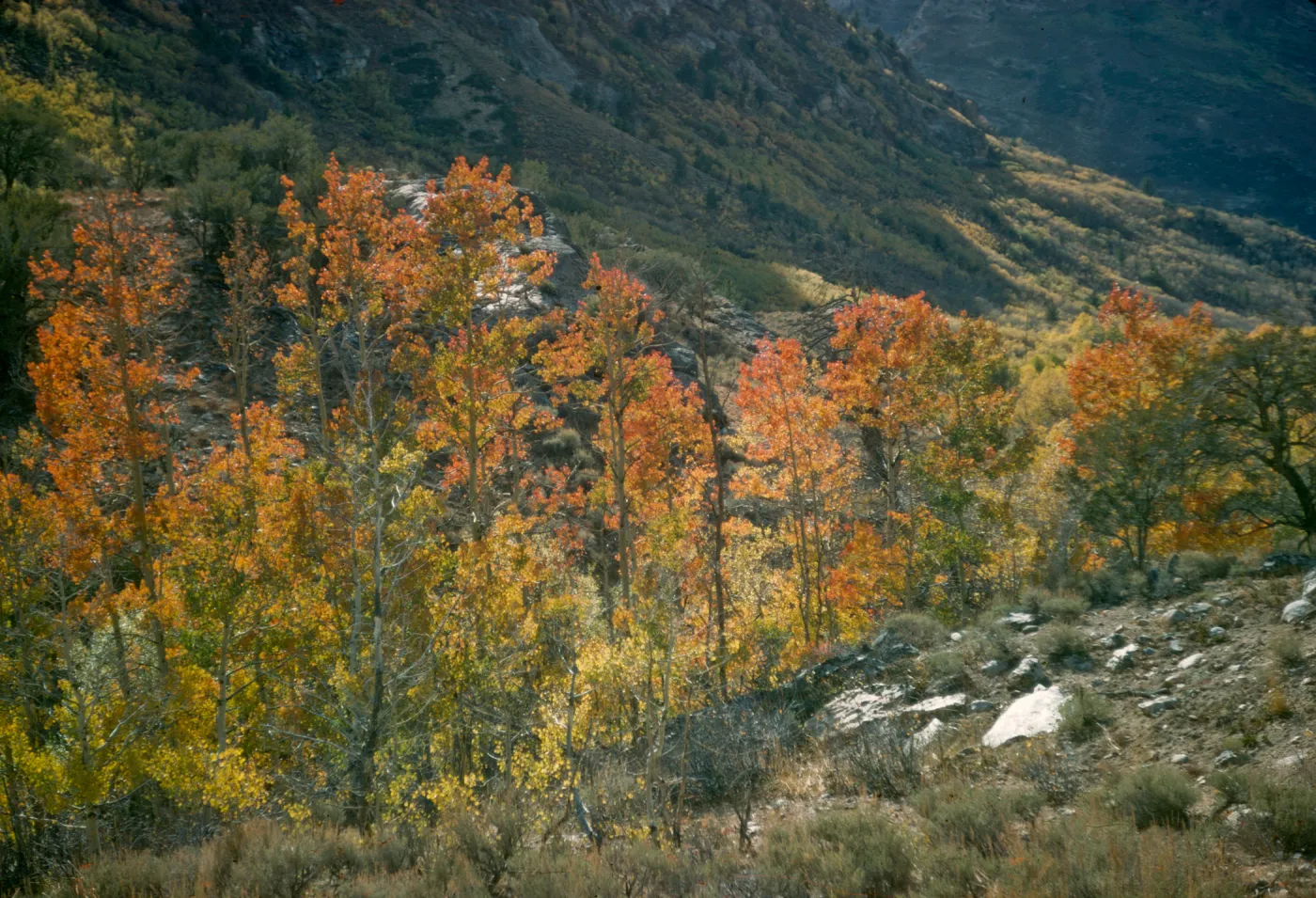 aspen in fall color