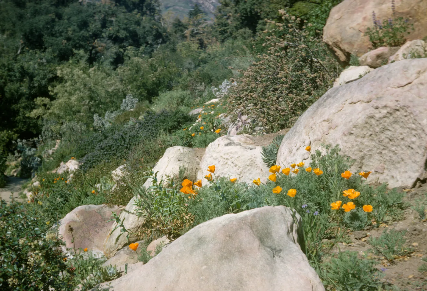 Campbell Trail