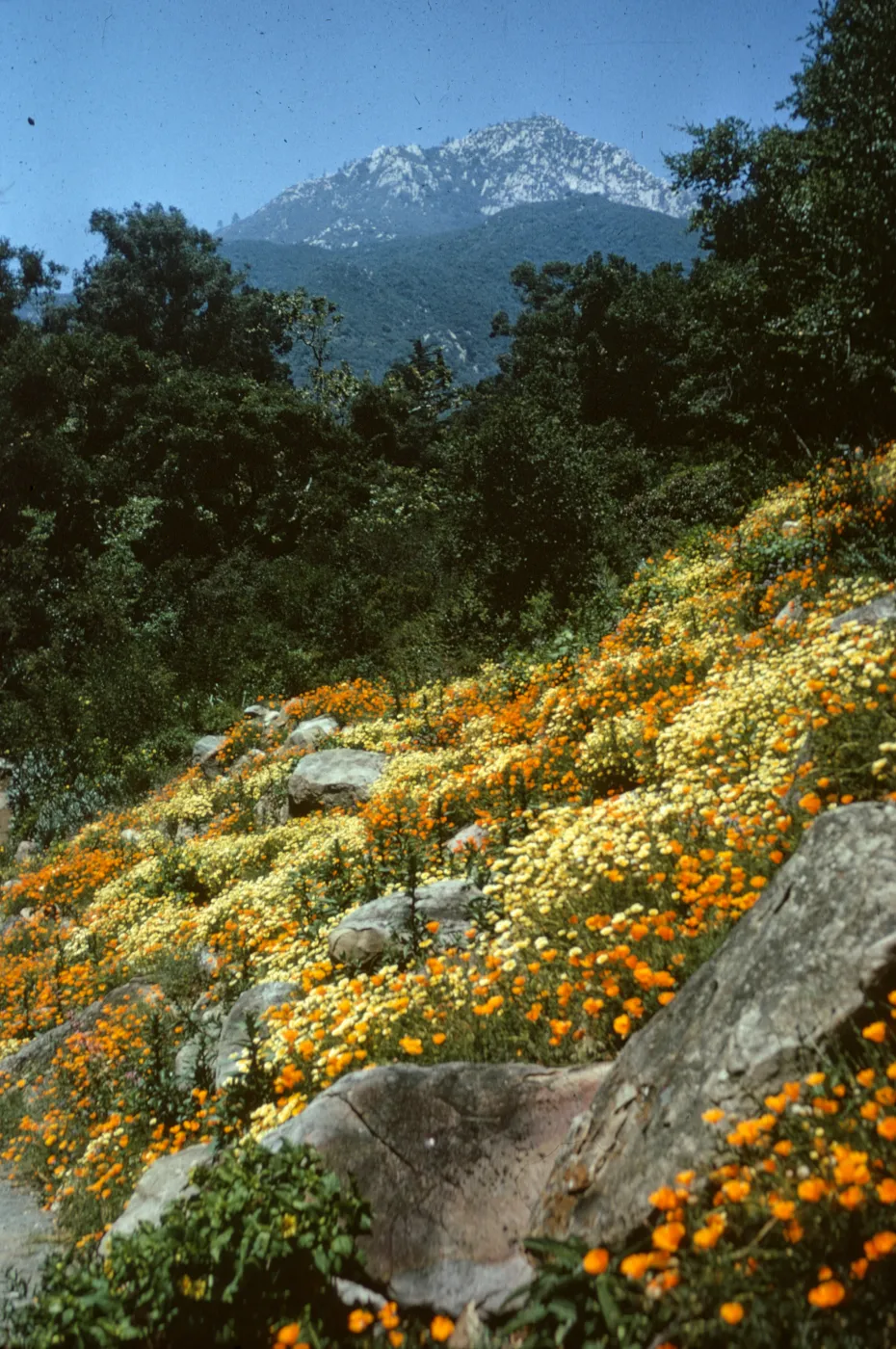 Campbell Trail