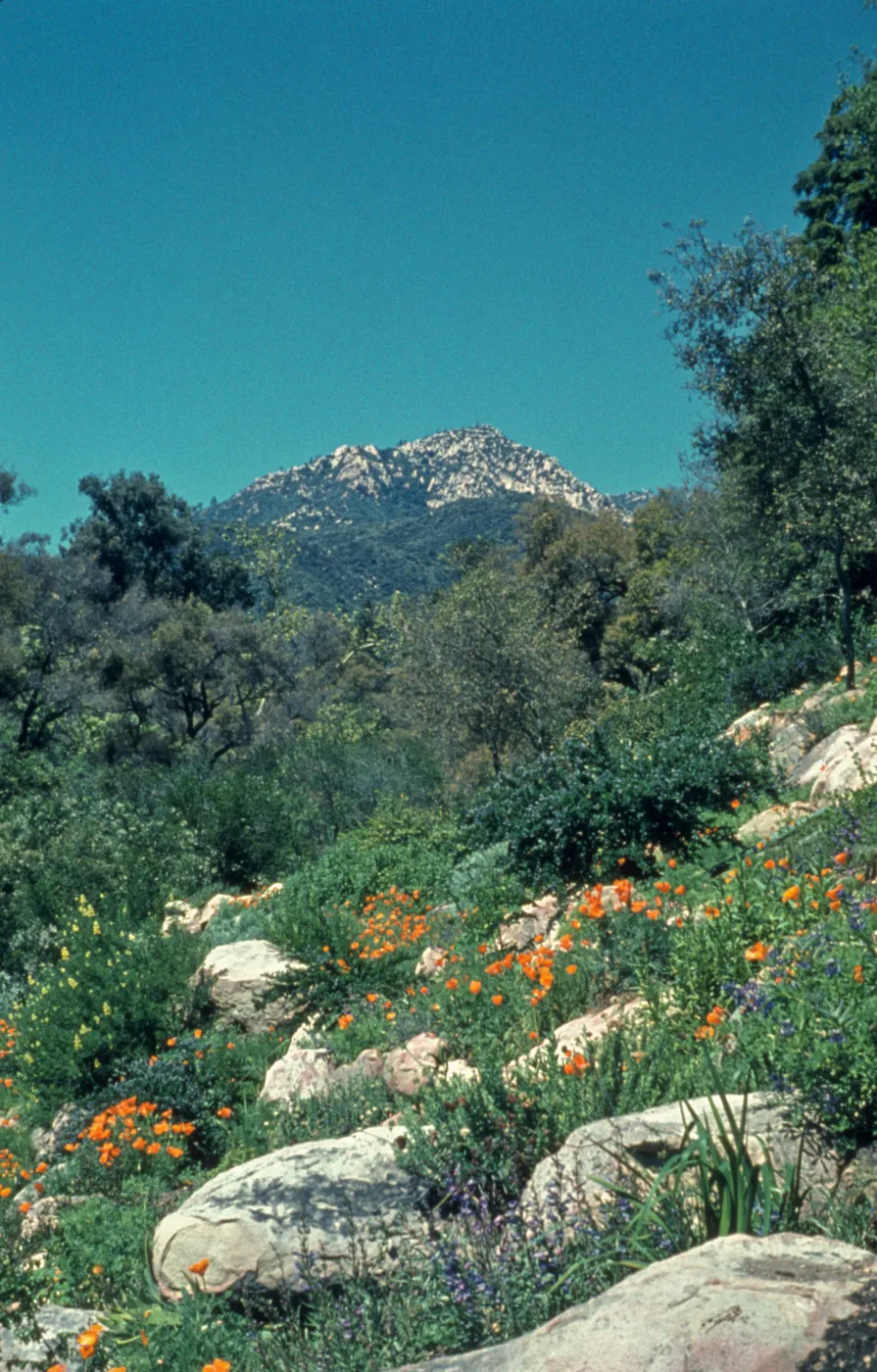 Campbell Trail 1963