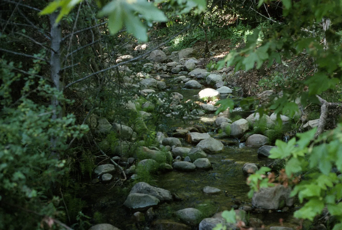Mission Creek