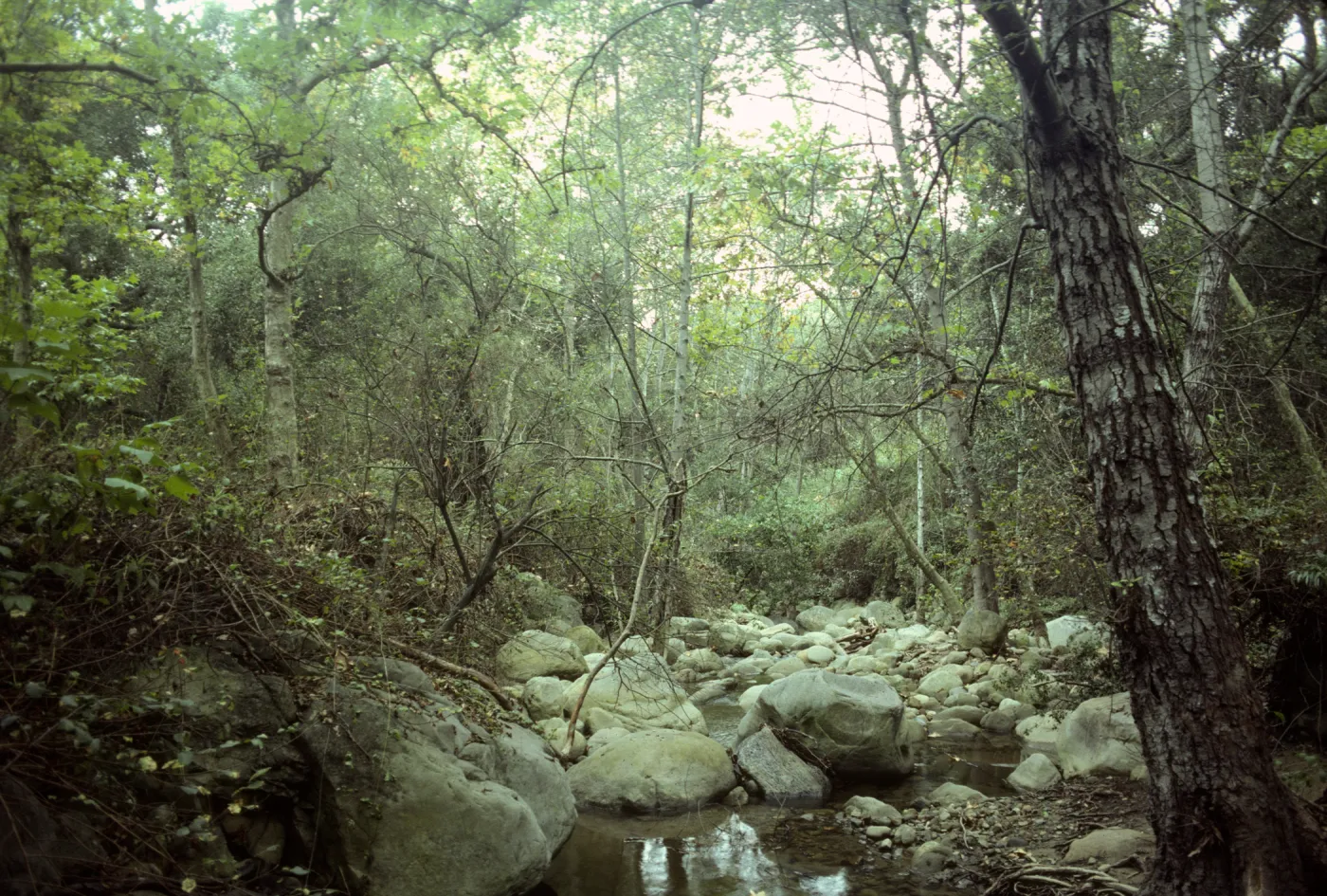 Mission Creek