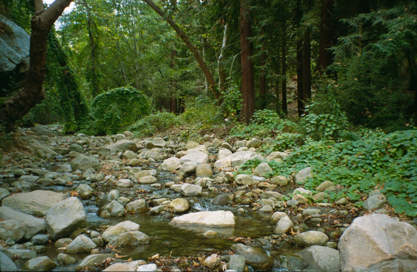 Mission Creek and redwoods above the Mission Dam