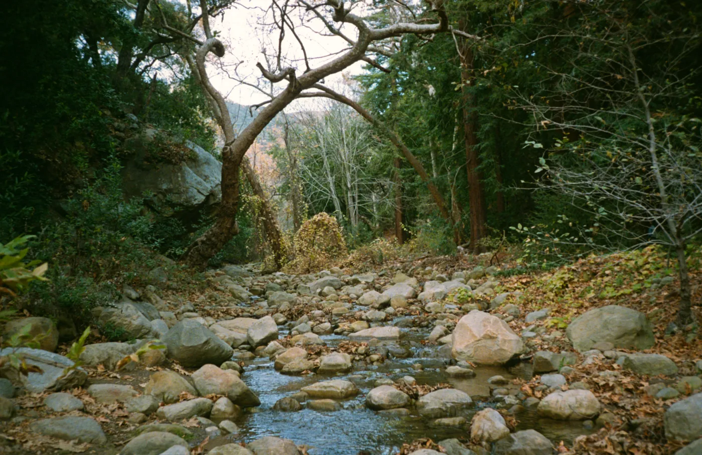 Mission Creek above the Mission Dam, fall leaves