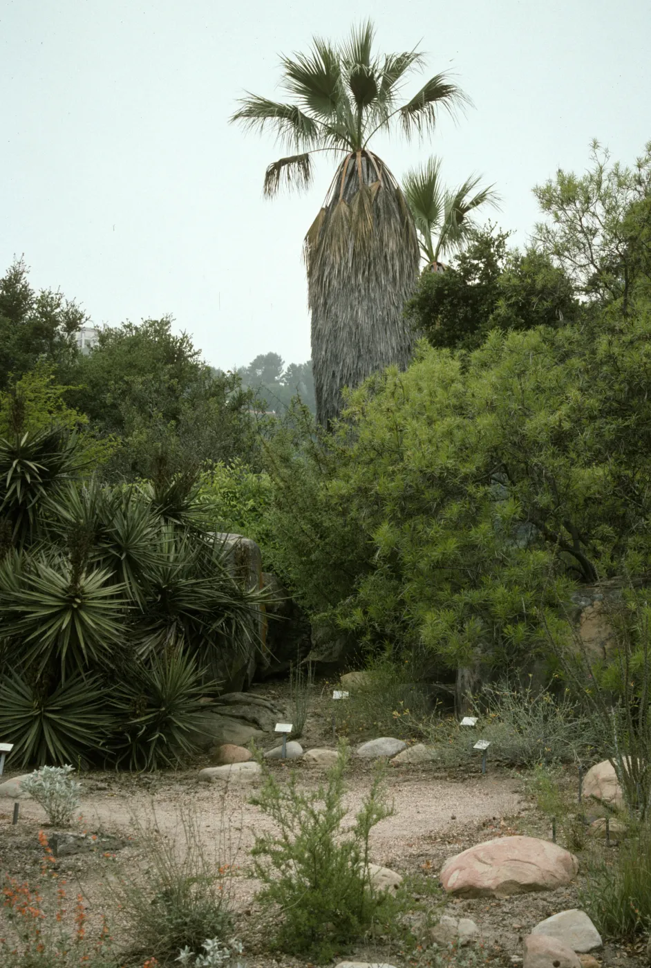 SBBG Desert Section